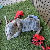 Black fluffy carrier, a male French Bulldog for sale in Modesto, CA – Photo 5 of 8