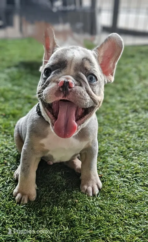 Black fluffy carrier