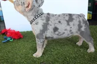 Black fluffy carrier, a male French Bulldog for sale in Modesto, CA – Photo 7 of 8