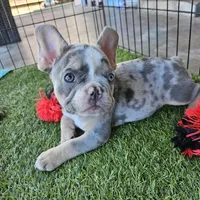 Black fluffy carrier, a male French Bulldog for sale in Modesto, CA – Photo 4 of 8