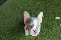 Black fluffy carrier, a male French Bulldog for sale in Modesto, CA – Photo 6 of 8