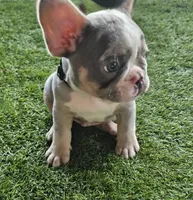 Black fluffy carrier, a male French Bulldog for sale in Modesto, CA – Photo 3 of 8