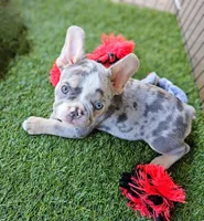 Black fluffy carrier, a male French Bulldog for sale in Modesto, CA – Photo 2 of 8