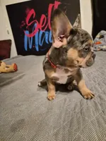 RED ( fluffy carrier) 😍 ♥️ 🔥🔥💯, a female French Bulldog for sale in Modesto, CA – Photo 9 of 10