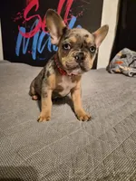 RED ( fluffy carrier) 😍 ♥️ 🔥🔥💯, a female French Bulldog for sale in Modesto, CA – Photo 8 of 10