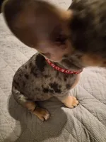 RED ( fluffy carrier) 😍 ♥️ 🔥🔥💯, a female French Bulldog for sale in Modesto, CA – Photo 2 of 10