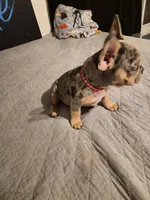 RED ( fluffy carrier) 😍 ♥️ 🔥🔥💯, a female French Bulldog for sale in Modesto, CA – Photo 5 of 10