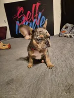 RED ( fluffy carrier) 😍 ♥️ 🔥🔥💯, a female French Bulldog for sale in Modesto, CA – Photo 7 of 10