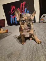 RED ( fluffy carrier) 😍 ♥️ 🔥🔥💯, a female French Bulldog for sale in Modesto, CA – Photo 10 of 10