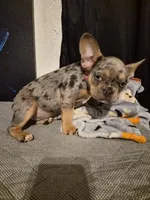 RED ( fluffy carrier) 😍 ♥️ 🔥🔥💯, a female French Bulldog for sale in Modesto, CA – Photo 3 of 10