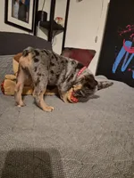 RED ( fluffy carrier) 😍 ♥️ 🔥🔥💯, a female French Bulldog for sale in Modesto, CA – Photo 4 of 10