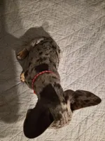 RED ( fluffy carrier) 😍 ♥️ 🔥🔥💯, a female French Bulldog for sale in Modesto, CA – Photo 6 of 10