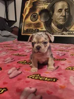 FREYA, a female French Bulldog for sale in Modesto, CA – 4 of 9