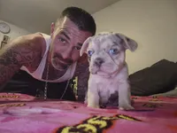FREYA, a female French Bulldog for sale in Modesto, CA – 3 of 9