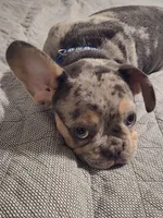 Blu (fluffy carrier)🤯😍🔥, a male French Bulldog for sale in Modesto, CA – Photo 7 of 9