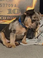 Blu (fluffy carrier)🤯😍🔥, a male French Bulldog for sale in Modesto, CA – Photo 5 of 9