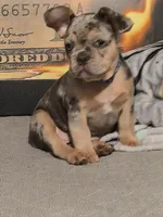 Blu (fluffy carrier)🤯😍🔥, a male French Bulldog for sale in Modesto, CA – Photo 4 of 9
