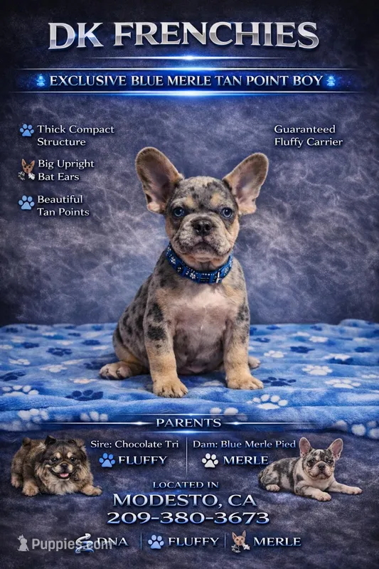 Blu (fluffy carrier)🤯😍🔥 – French Bulldog puppy on hold in Modesto, CA