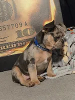 Blu (fluffy carrier)🤯😍🔥, a male French Bulldog for sale in Modesto, CA – Photo 8 of 9