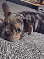 Blu (fluffy carrier)🤯😍🔥, a male French Bulldog for sale in Modesto, CA – Photo 9 of 9