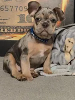 Blu (fluffy carrier)🤯😍🔥, a male French Bulldog for sale in Modesto, CA – Photo 2 of 9