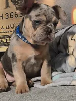 Blu (fluffy carrier)🤯😍🔥, a male French Bulldog for sale in Modesto, CA – Photo 3 of 9