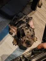 ROXY, a female French Bulldog for sale in Modesto, CA – 2 of 7