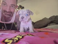 FREYA, a female French Bulldog for sale in Modesto, CA – 2 of 9