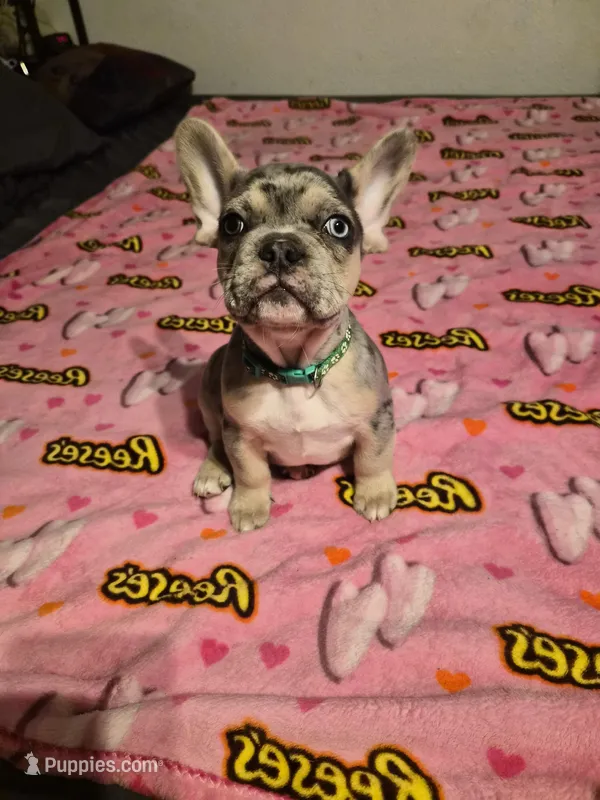 Green – French Bulldog puppy for sale in Modesto, CA