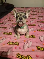 Green, a female French Bulldog for sale in Modesto, CA – Photo 5 of 10