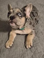 Green (FLUFFY CARRIER)♥️😍💯🔥🔥🔥, a male French Bulldog for sale in Modesto, CA – Photo 10 of 10