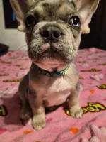 Green, a female French Bulldog for sale in Modesto, CA – Photo 2 of 10