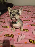 Green, a female French Bulldog for sale in Modesto, CA – Photo 6 of 10