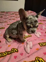 Green, a female French Bulldog for sale in Modesto, CA – Photo 3 of 10