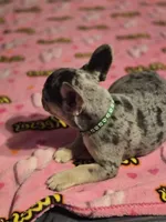 Green, a female French Bulldog for sale in Modesto, CA – Photo 8 of 10