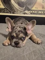 Green (FLUFFY CARRIER)♥️😍💯🔥🔥🔥, a male French Bulldog for sale in Modesto, CA – Photo 9 of 10