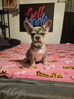 Green, a female French Bulldog for sale in Modesto, CA – Photo 4 of 10