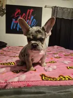Green, a female French Bulldog for sale in Modesto, CA – Photo 1 of 10