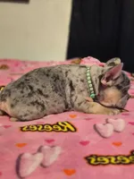 Green, a female French Bulldog for sale in Modesto, CA – Photo 9 of 10