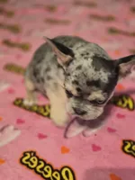 Green, a female French Bulldog for sale in Modesto, CA – Photo 7 of 10