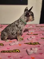 Green, a female French Bulldog for sale in Modesto, CA – Photo 10 of 10