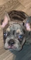 Skittz, a male French Bulldog for sale in Modesto, CA – 4 of 10