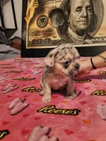 FREYA, a female French Bulldog for sale in Modesto, CA – 8 of 9