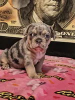 Skittz, a male French Bulldog for sale in Modesto, CA – 7 of 10
