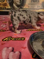 FREYA, a female French Bulldog for sale in Modesto, CA – 9 of 9