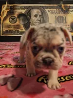 FREYA, a female French Bulldog for sale in Modesto, CA – 7 of 9