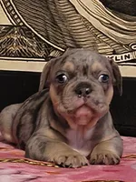 Skittz, a male French Bulldog for sale in Modesto, CA – 10 of 10