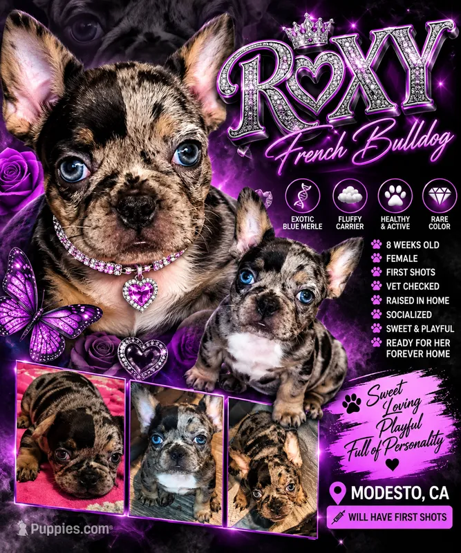 ROXY – French Bulldog puppy for sale in Modesto, CA