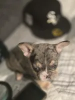 Orange , a male French Bulldog for sale in Modesto, CA – Photo 2 of 8