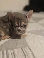 Orange , a male French Bulldog for sale in Modesto, CA – Photo 3 of 8